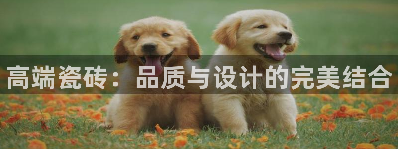 和记怡情视频官网